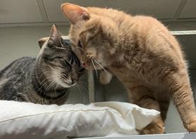 Cats