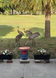 Cranes