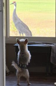 Dog watching crane